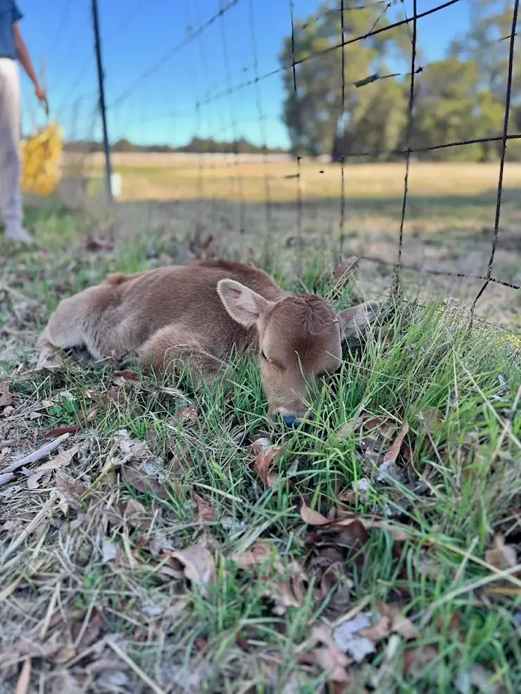 Newborn calf resting in the grass