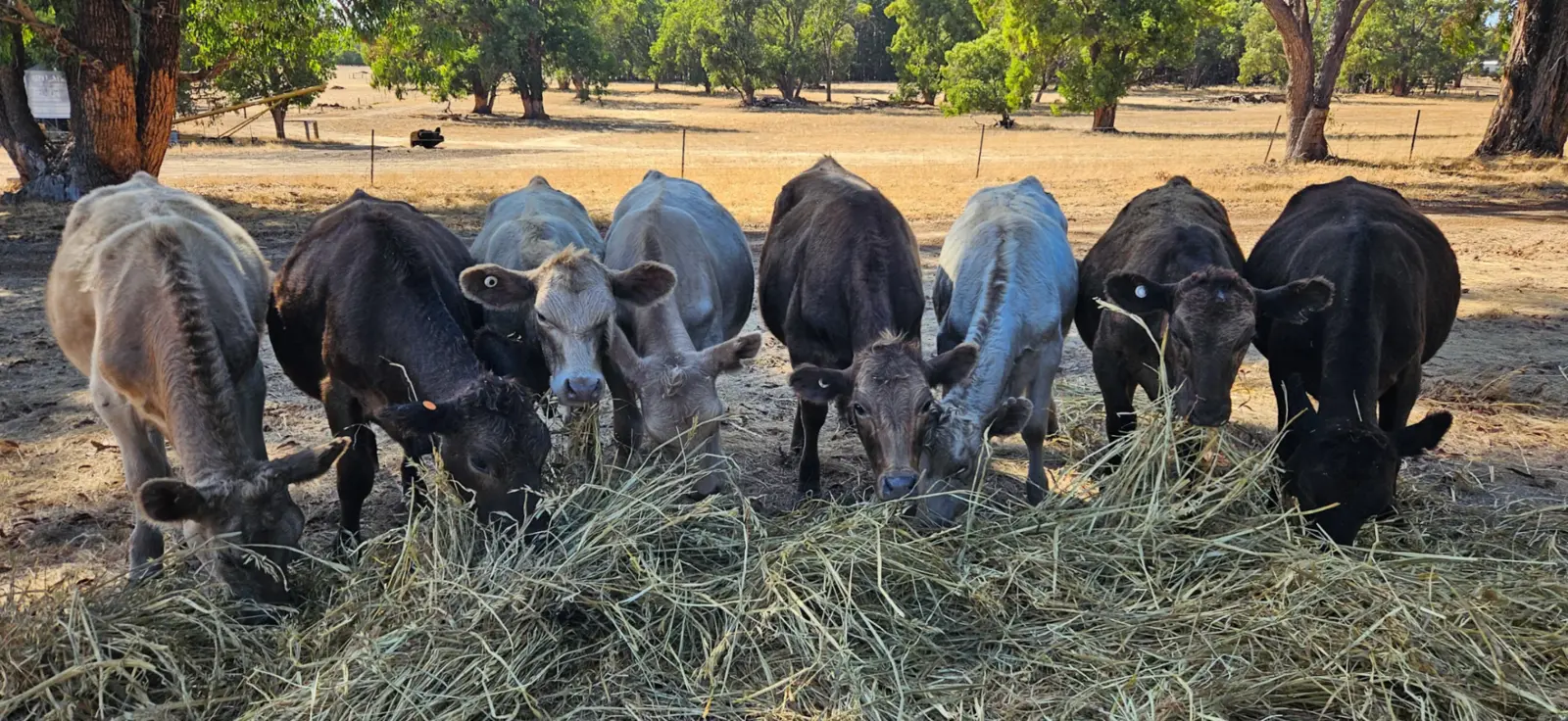 Jinjarra cattle feeding together