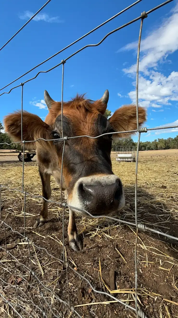 Friendly cow at Jinjarra Homestead