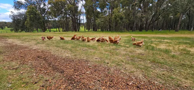 Jinjarra Homestead farm and camping photo 10