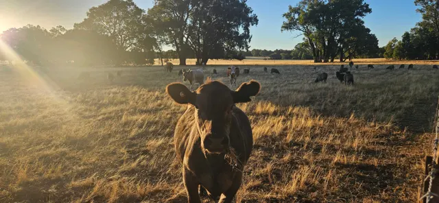 Jinjarra Homestead farm and camping photo 11