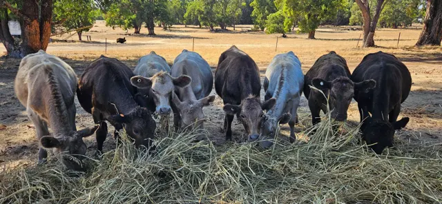 Jinjarra Homestead farm and camping photo 14