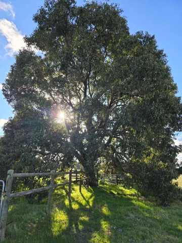 Jinjarra Homestead farm and camping photo 47