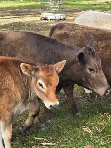 Jinjarra Homestead farm and camping photo 48