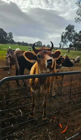 Jinjarra Homestead farm and camping photo 53
