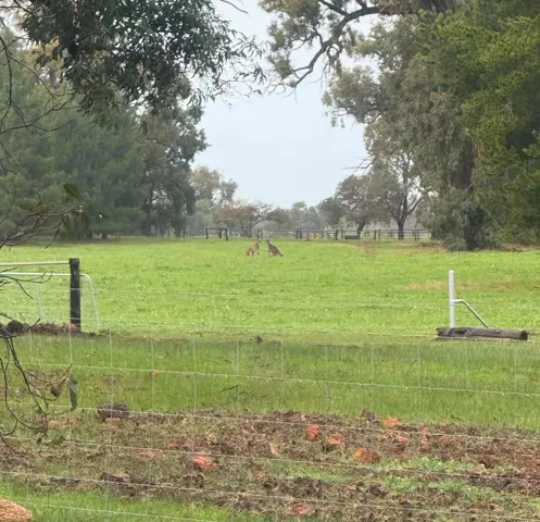 Jinjarra Homestead farm and camping photo 54