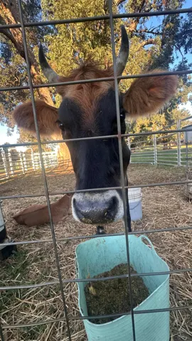 Jinjarra Homestead farm and camping photo 90