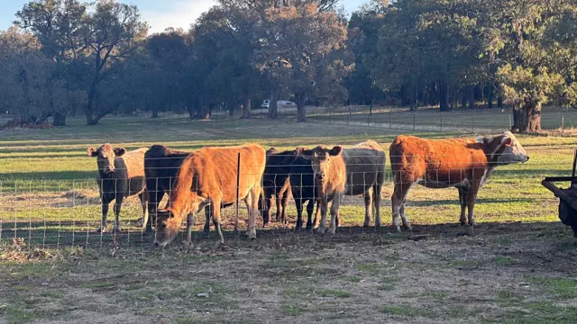 Jinjarra Homestead farm and camping photo 92