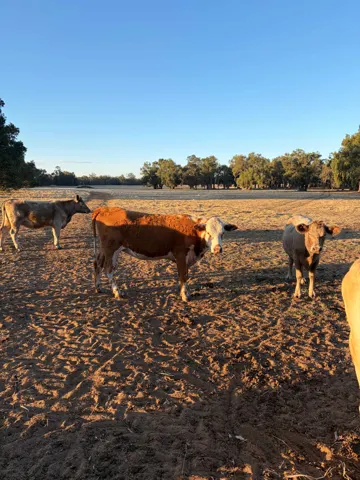 Jinjarra Homestead farm and camping photo 97