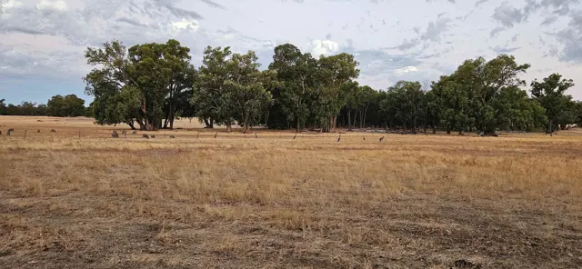 Jinjarra Homestead farm and camping photo 139