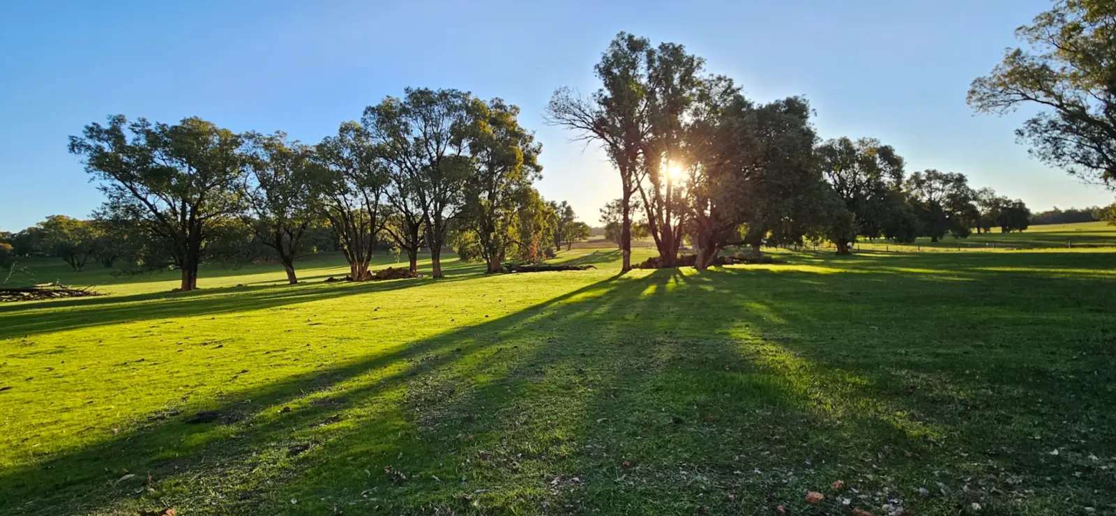 Green winter paddocks and trees at Jinjarra